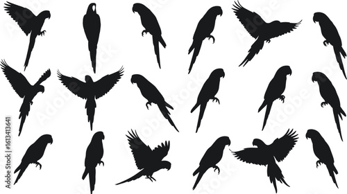 Parrot silhouettes set, tropical bird poses in flight and perched, exotic macaw vector illustrations for wildlife and nature design