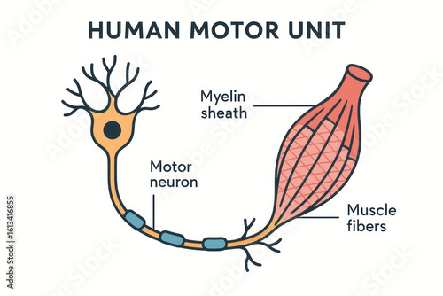 Human Motor Unit Illustration: Neuron and Muscle Fibers Anatomy [Illustration]