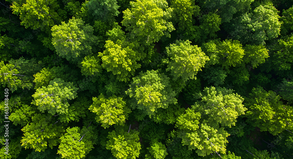 Naklejka premium green moss background