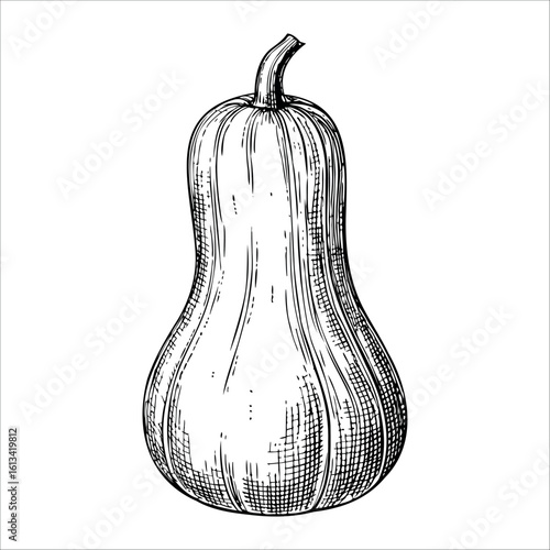 A hand-drawn illustration of a butternut squash. The squash has a smooth, elongated shape with a curved neck and a light tan color. It is depicted in a simple, monochromatic style.