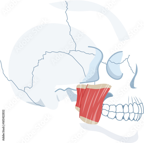 masseter muscle