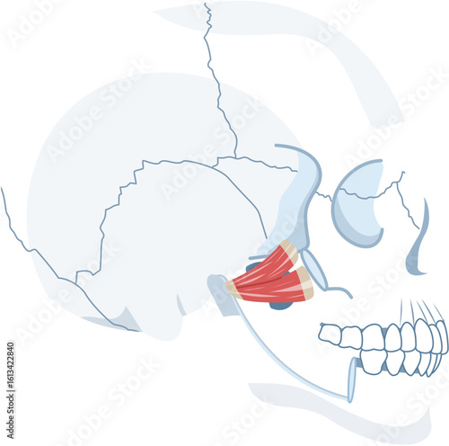 superior and inferior head of pterygoid muscle