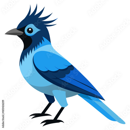 Realistic Steller’s Jay Bird Vector for Birdwatching Projects