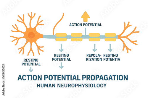 Neuron: Action Potential Propagation, Illustration