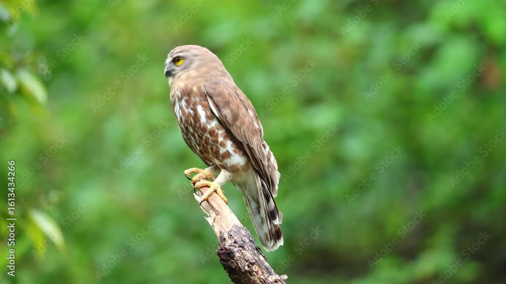 Brown hawk owl or Brown boobook Brown hawk owl or Brown boobook