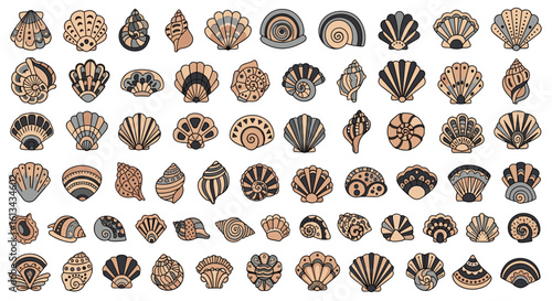 Collection of various seashells found on sandy beaches showcasing diverse textures and patterns