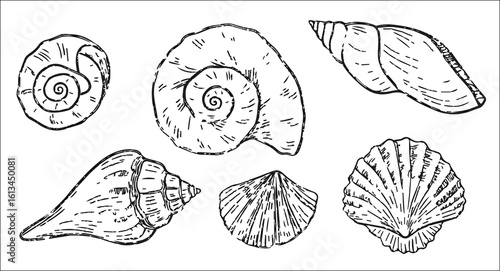 Hand-Drawn Seashell Illustration Set – Vintage Black and White Ocean Shell Sketches – Nautical Marine Clipart for Coastal Decor, Tattoos, Crafts, Prints & Beach-Themed Designs