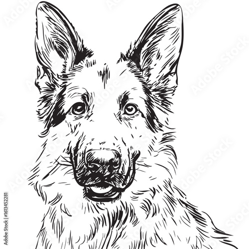  A black and white sketch of a German Shepherd dog's head.