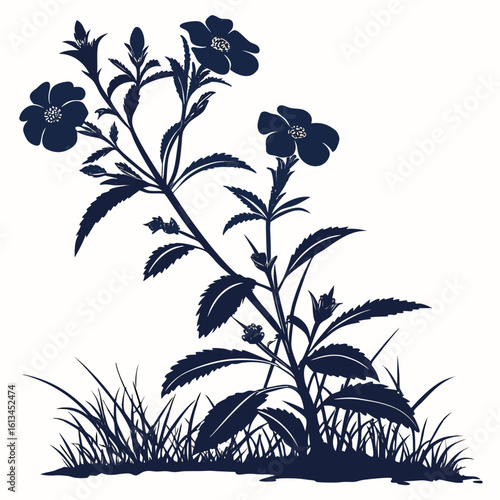 black and white impatiens new guinea