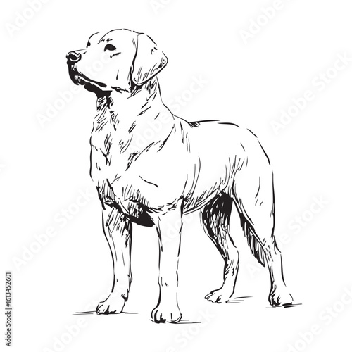 Wallpaper Mural A black and white sketch of a standing Labrador Retriever dog. Torontodigital.ca