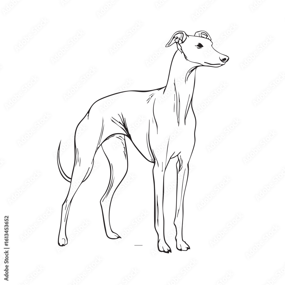 Obraz premium A black and white line drawing of a Whippet dog.