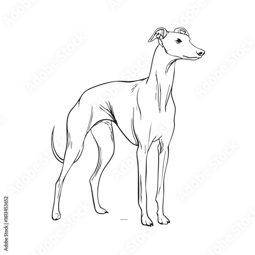 A black and white line drawing of a Whippet dog.