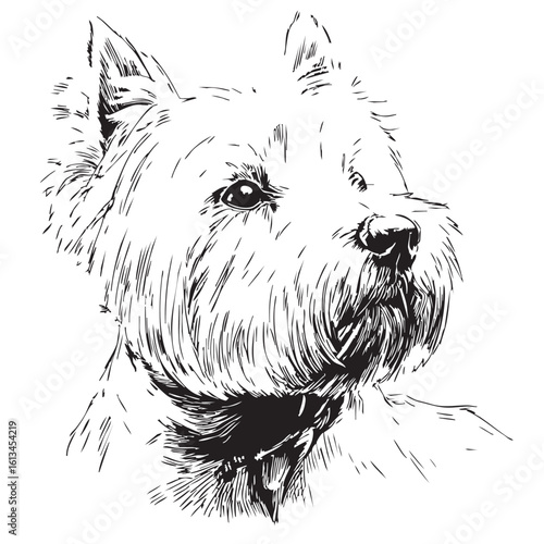 A detailed sketch of a West Highland White Terrier's head.  
