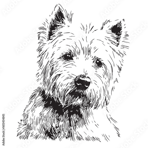 A detailed sketch of a West Highland White Terrier's head.  