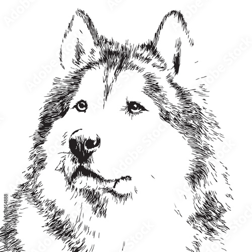 A detailed black and white sketch of a husky dog's head.  