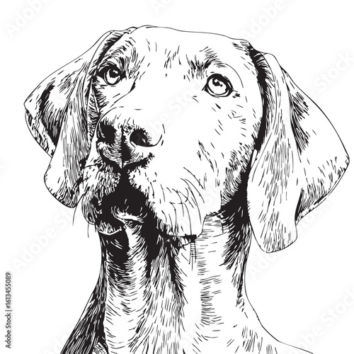 A black and white sketch of a pointer dog's head.