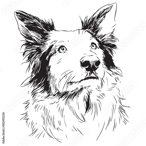 A black and white sketch of a border collie dog's head.