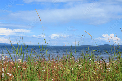 Beautiful summer landscape with green and red grass, daisies and Bratskoye reservoir
