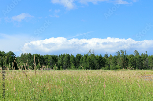 Beautiful summer landscape with green grass in the foreground and dense forest in the distance