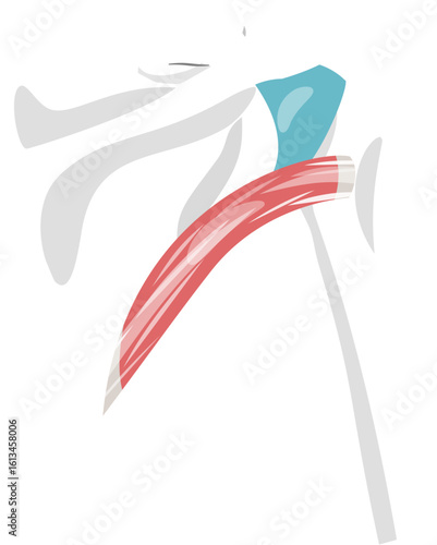Teres minor muscle