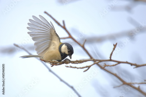 【シジュウカラ】