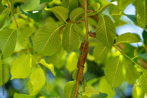 Close-up view of Ulmus minor or field elm tree branch among vibrant green leaves