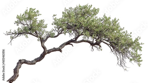 Wallpaper Mural A mature tree with leaves and branches on a white background Torontodigital.ca