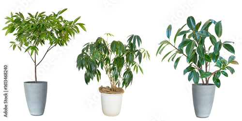 観葉植物の切抜き素材（背景透過）