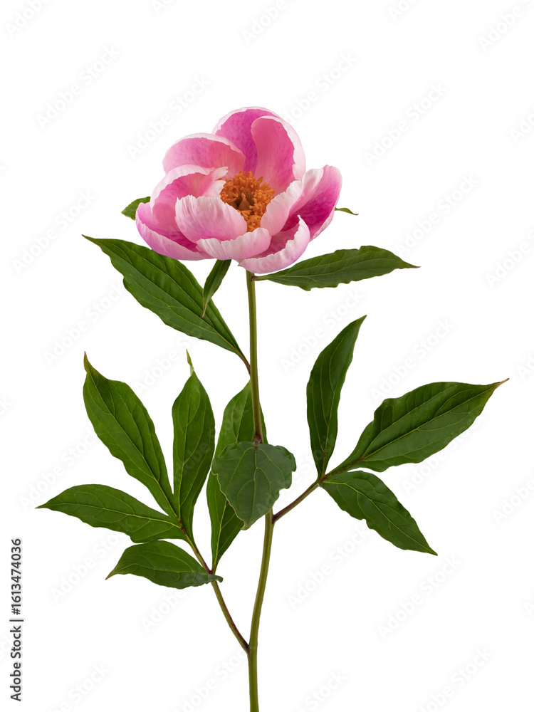 Fototapeta premium stem with leaves and flower of a tree-shaped maroon peony, isolate for clipping on a white background