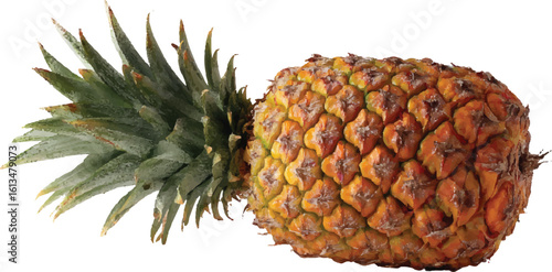 pineapple vector illustration	
