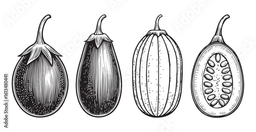 Detailed engraving of four eggplants and a cucumber silhouette