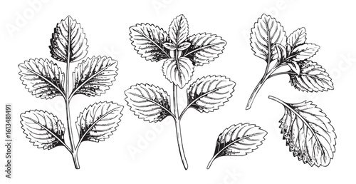 Detailed botanical illustration of mint leaves and stems silhouette