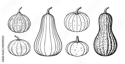 Collection of assorted gourds and pumpkins in a detailed silhouette