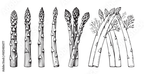Detailed line drawing of asparagus stalks in silhouette