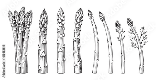 Collection of asparagus stalks in a detailed silhouette style
