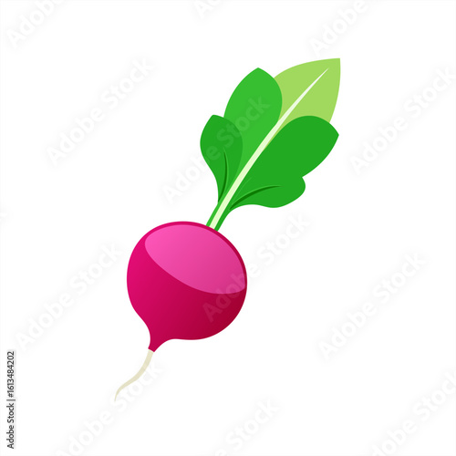 radish on transparent background
