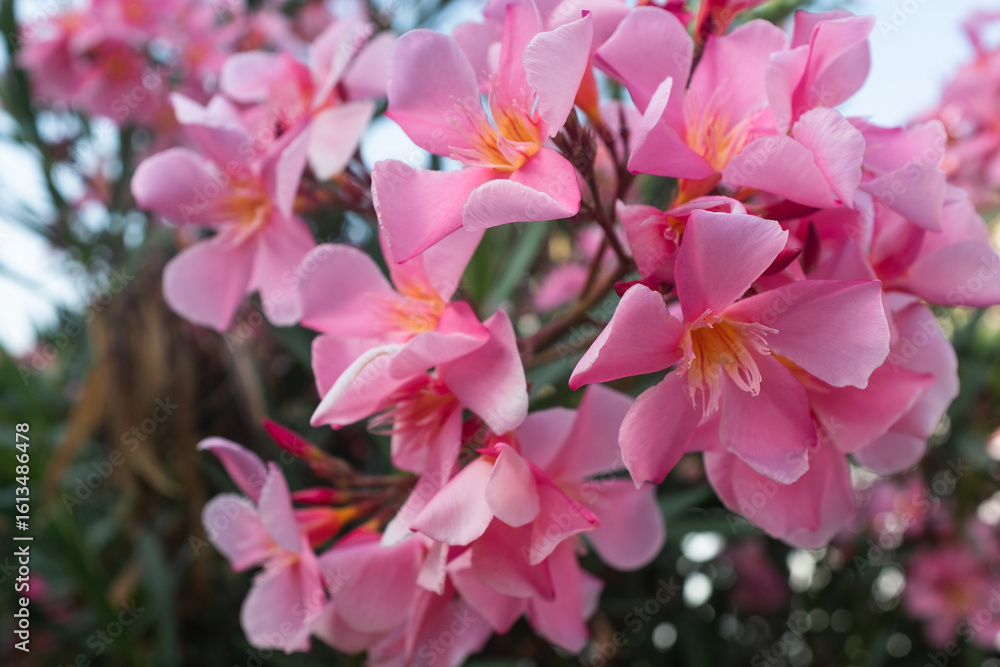 Obraz premium Pink Oleander Flower (Nerium oleander) in Sunlight – Close-Up of Delicate Blossoms on a Toxic Yet Beautiful Ornamental Shrub in a Lush Green Garden. High quality photography