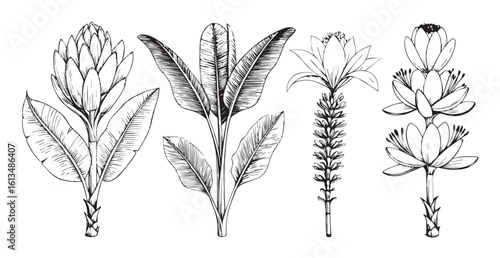 Vintage botanical illustration of aquatic plants silhouette