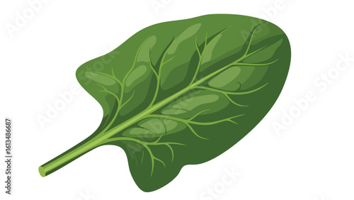 Fresh Green Spinach Leaf Illustration. This illustration features spinach, leaf, green.