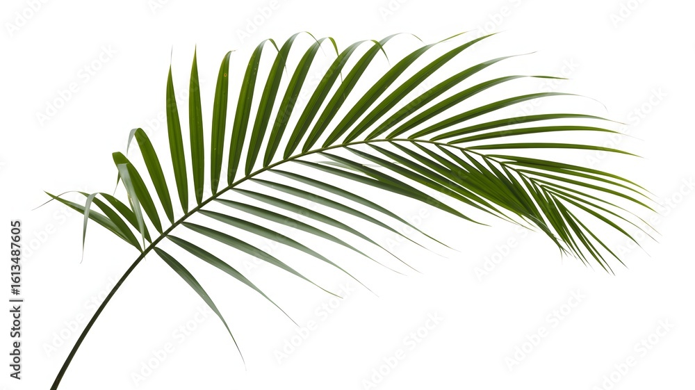 Fototapeta premium A vibrant green palm leaf with long, slender fronds extending gracefully against a stark white background