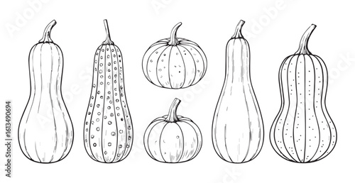 A hand drawn silhouette of assorted gourds and pumpkins