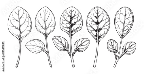 Detailed line drawing of five spinach leaves silhouette