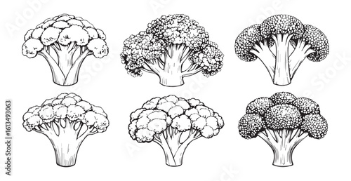 Detailed hand drawn broccoli florets in a silhouette style
