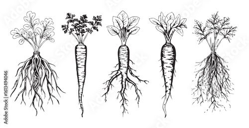 Detailed line drawing of five carrot roots with foliage silhouette