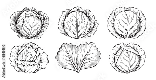 Six detailed cabbage illustrations in a silhouette style