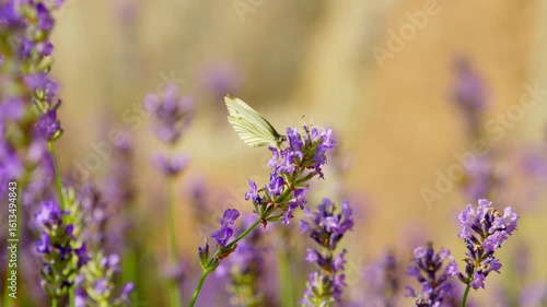 Butterfly collecting nectar from lavender flowers, slow motion