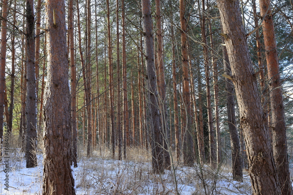 Fototapeta premium Mostly pine forest. Snow on the ground this winter day in February.