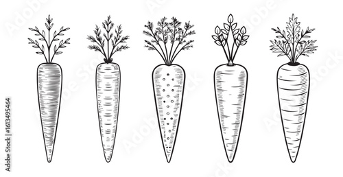 Five detailed hand drawn carrot illustrations in silhouette