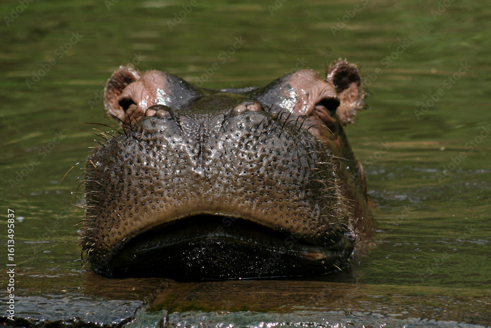 Fototapeta premium A hippopotamus in water, showcasing its powerful and distinct facial features