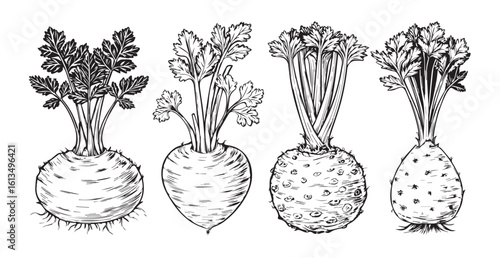 Four root vegetables with green tops in a detailed silhouette